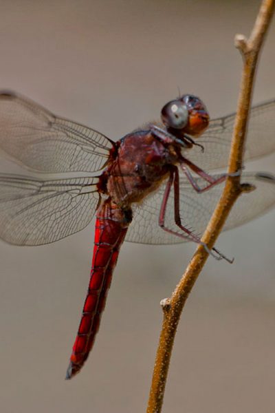 fausto-fernandez-photo-Dragon-Fly-libelula-vermelha
